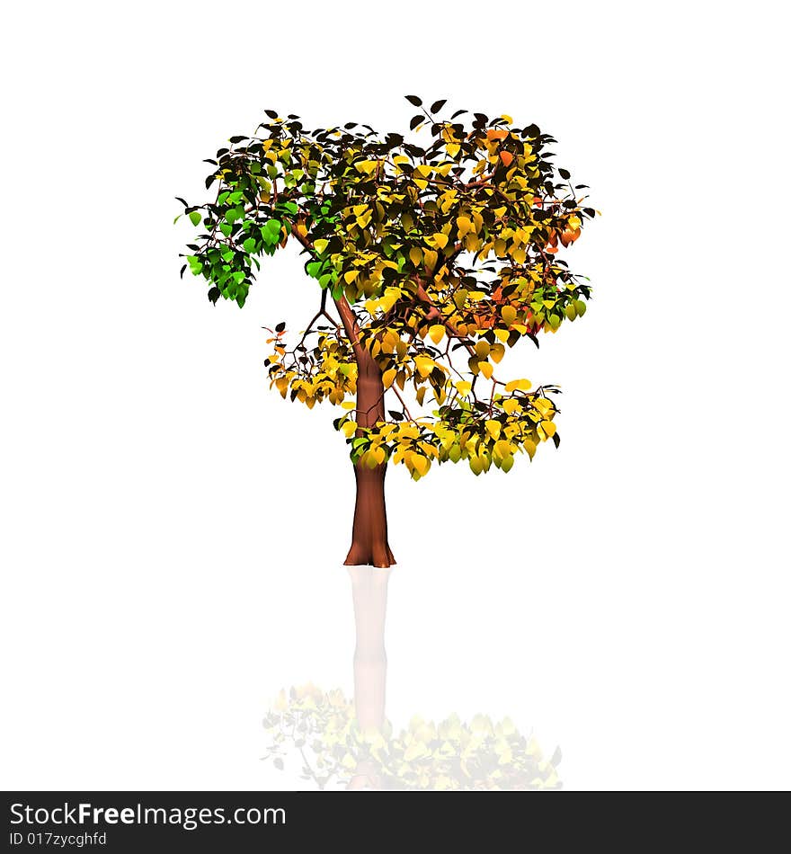 Autumn tree isolated on the white background