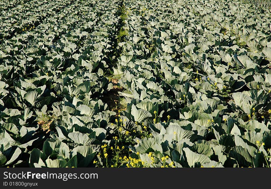 Rows of cabbage