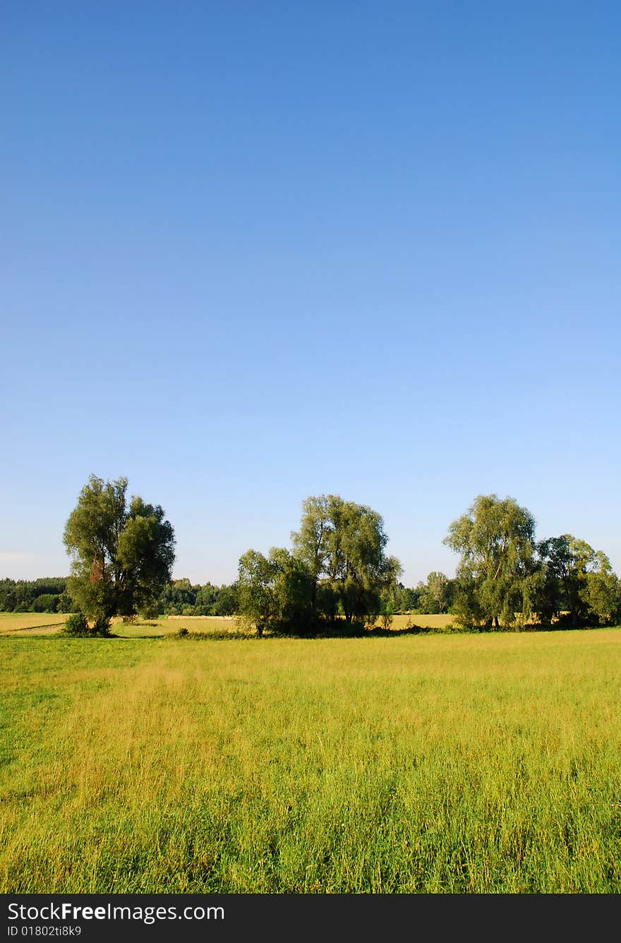 Field In Spring Time