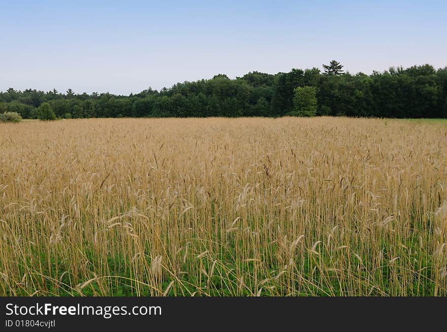 Wheat field