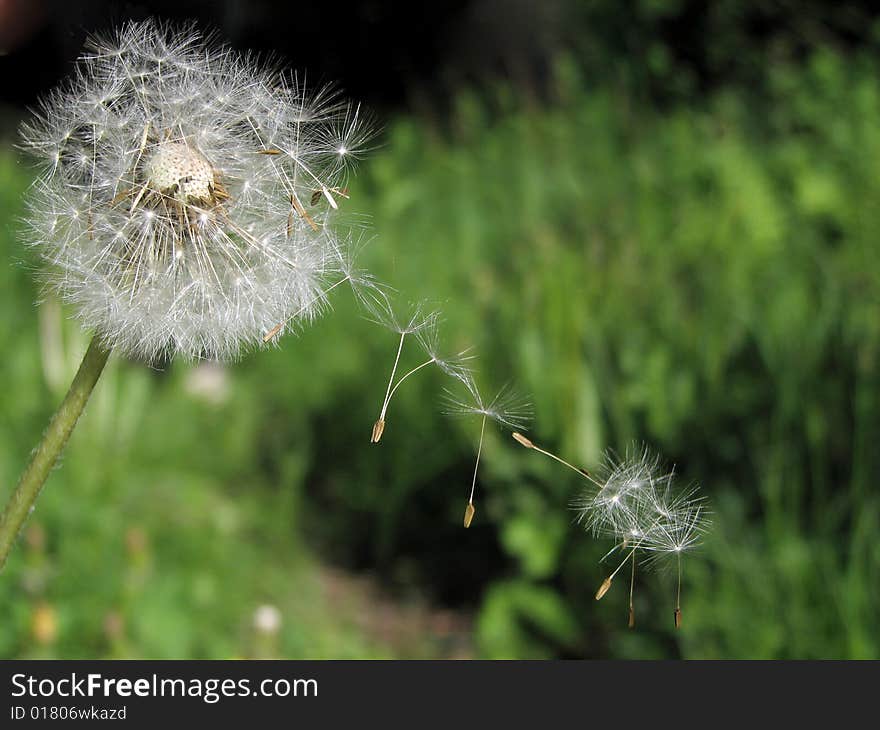 Dandelion