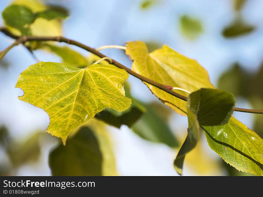 The changing colour of leaves in autumn. The changing colour of leaves in autumn