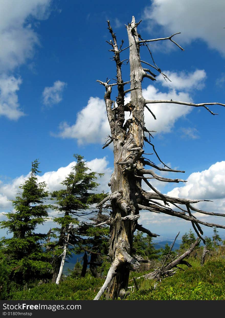 Very old dead tree, blue sky and white clouds in background