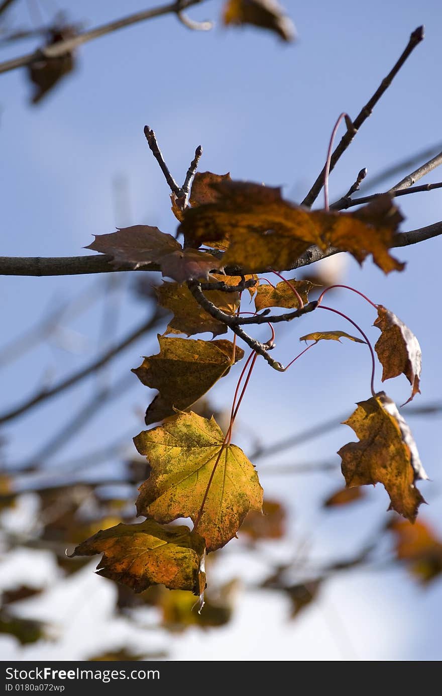 The last remaining leaves on a tree in autumn. The last remaining leaves on a tree in autumn