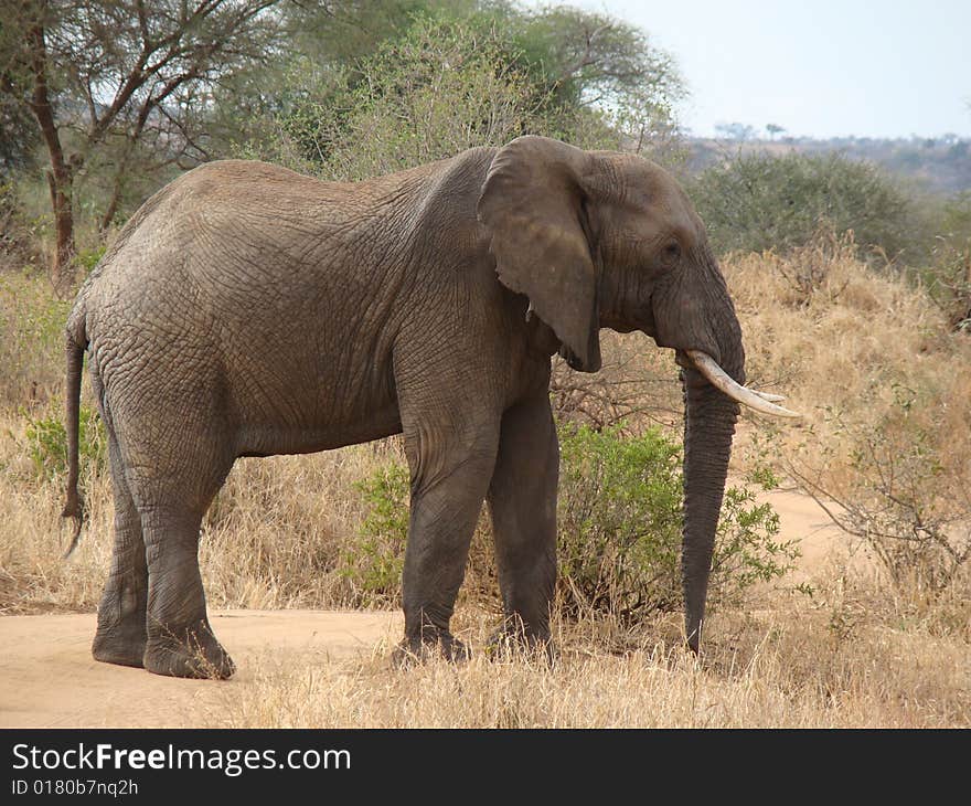 Large bull elephant wandering across our path!. Large bull elephant wandering across our path!