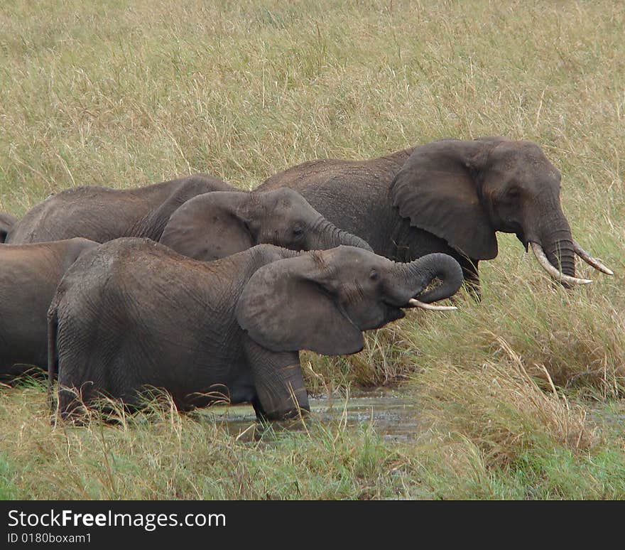 Several elephants in the long savannah grass. Several elephants in the long savannah grass