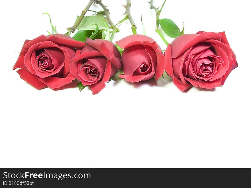 Beautiful red roses on a white background