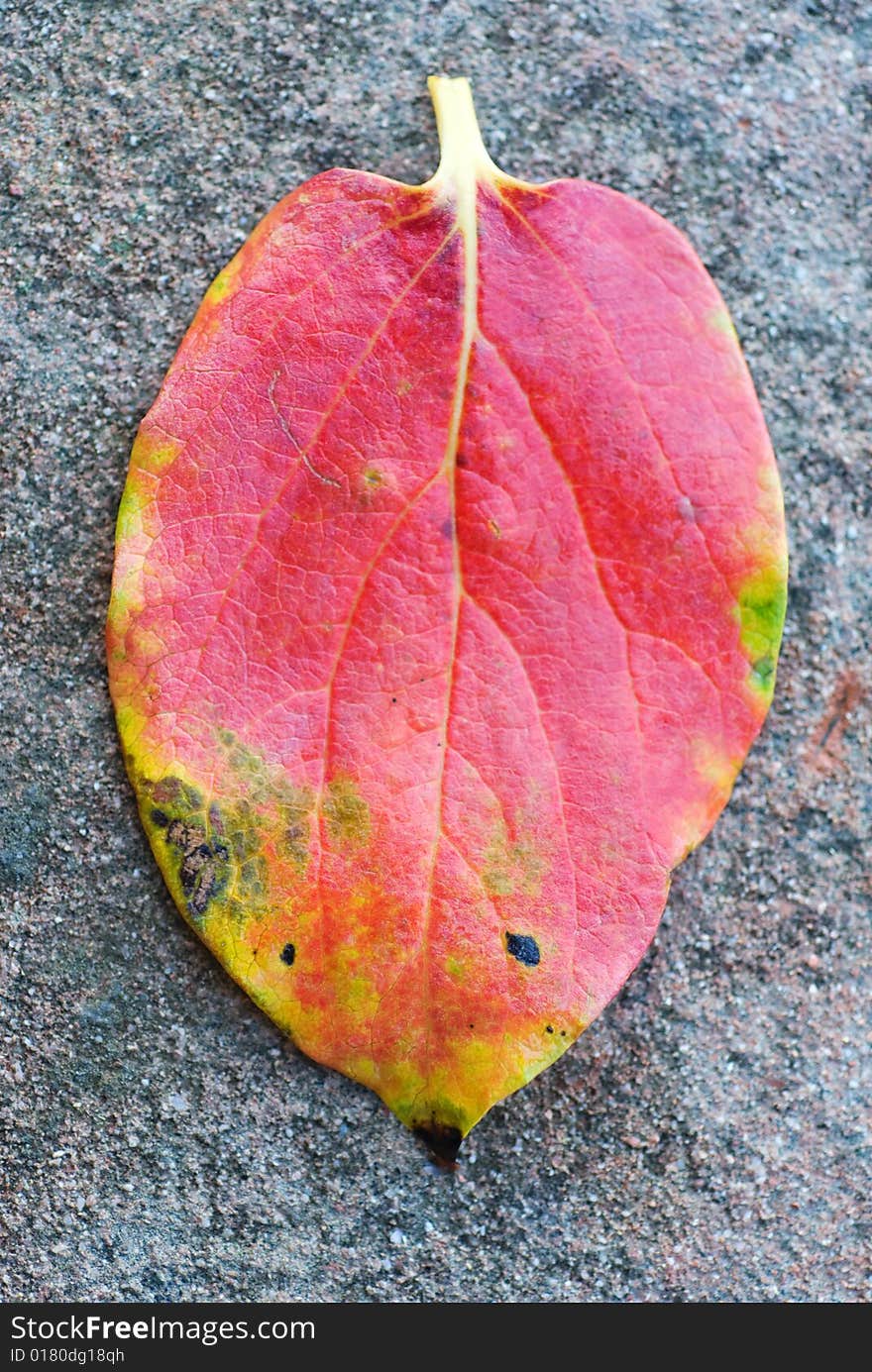 Red leaf