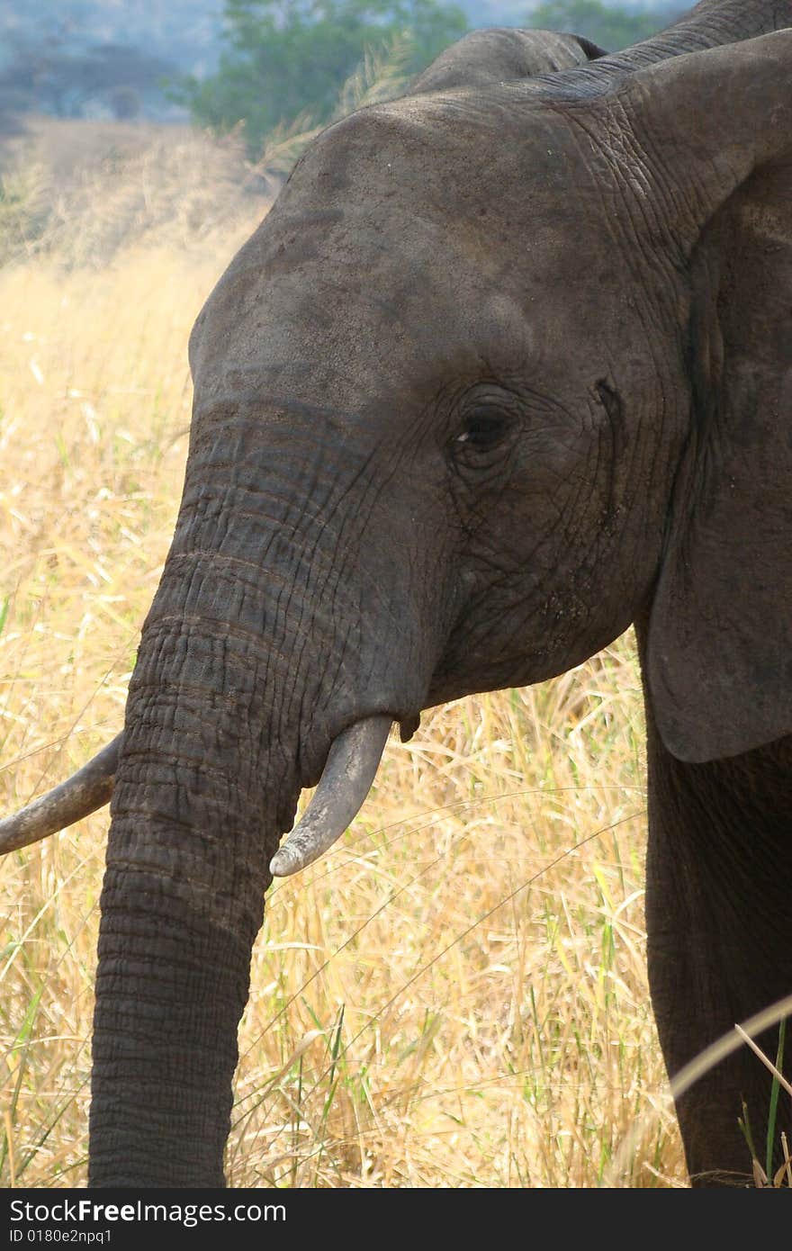 Close-up of Elephant's face. Close-up of Elephant's face