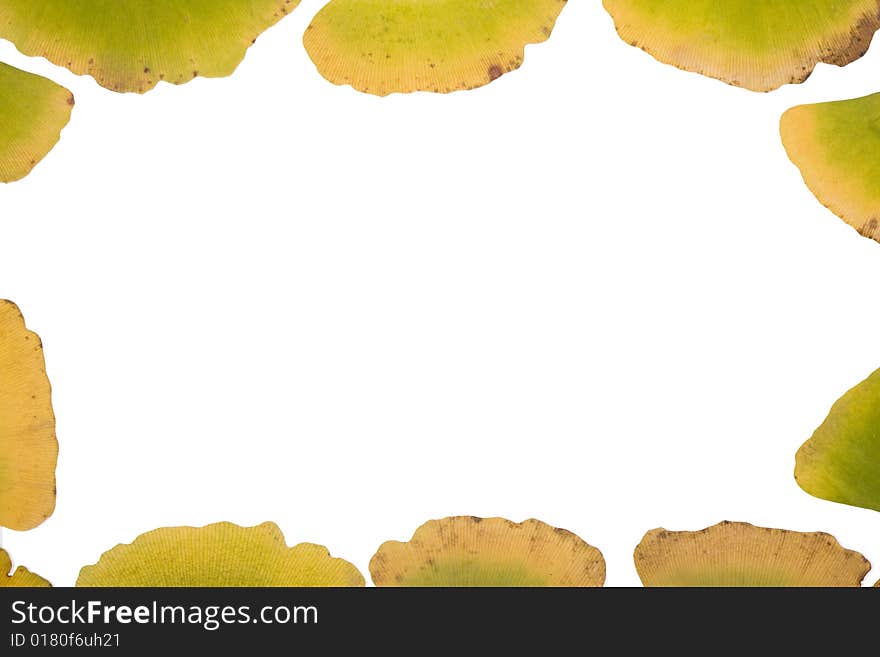 Ginkgo Leafs frame on white background