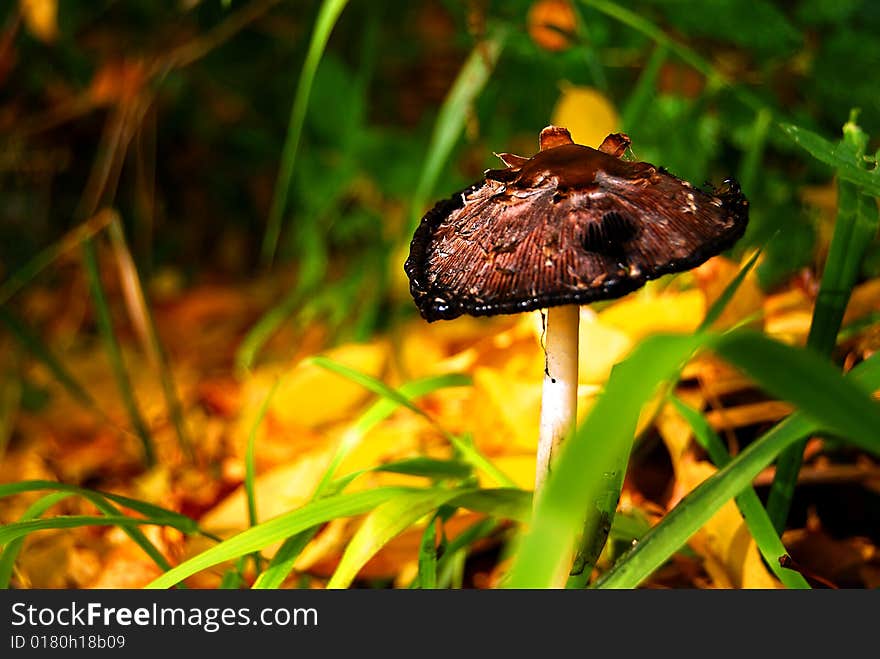 A magical mushroom in the sunny and colorful wilderness