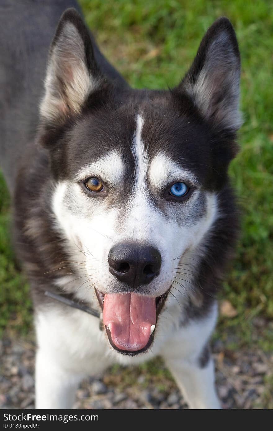 Dog with different eyes look at you. Dog with different eyes look at you