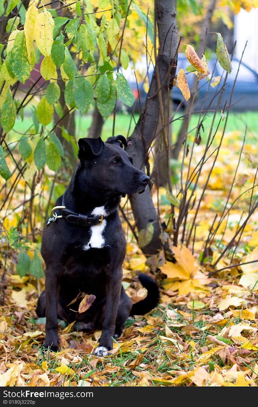 Sitting dog