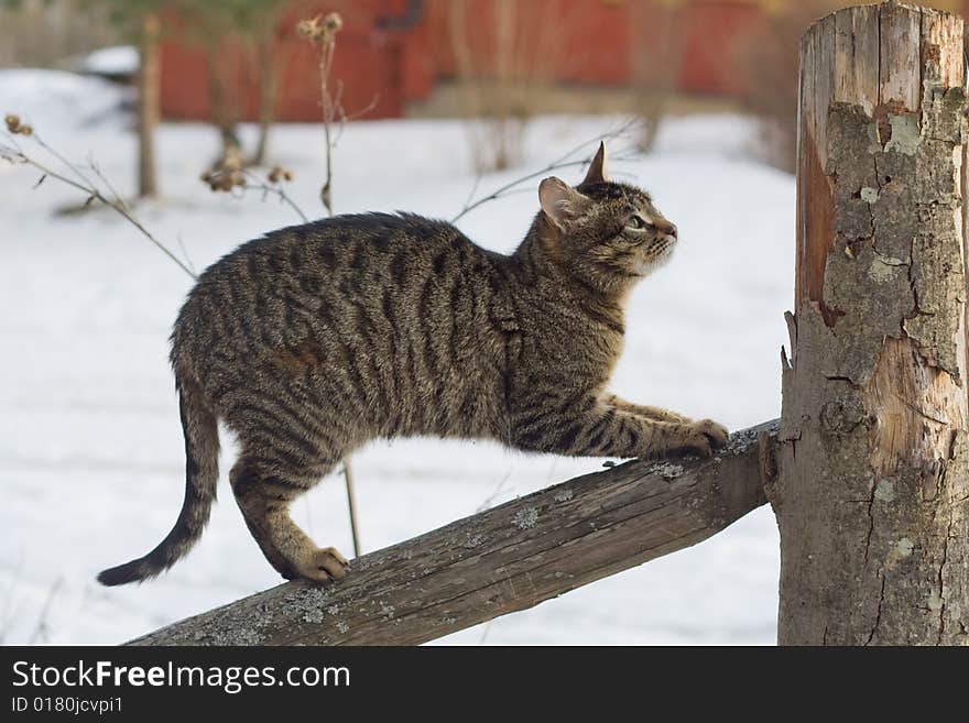 Gray tabby cat climbing a fence in the country. Gray tabby cat climbing a fence in the country