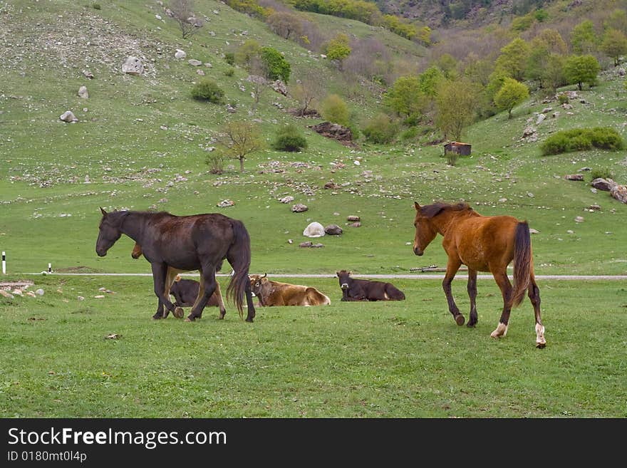 Horses and cows