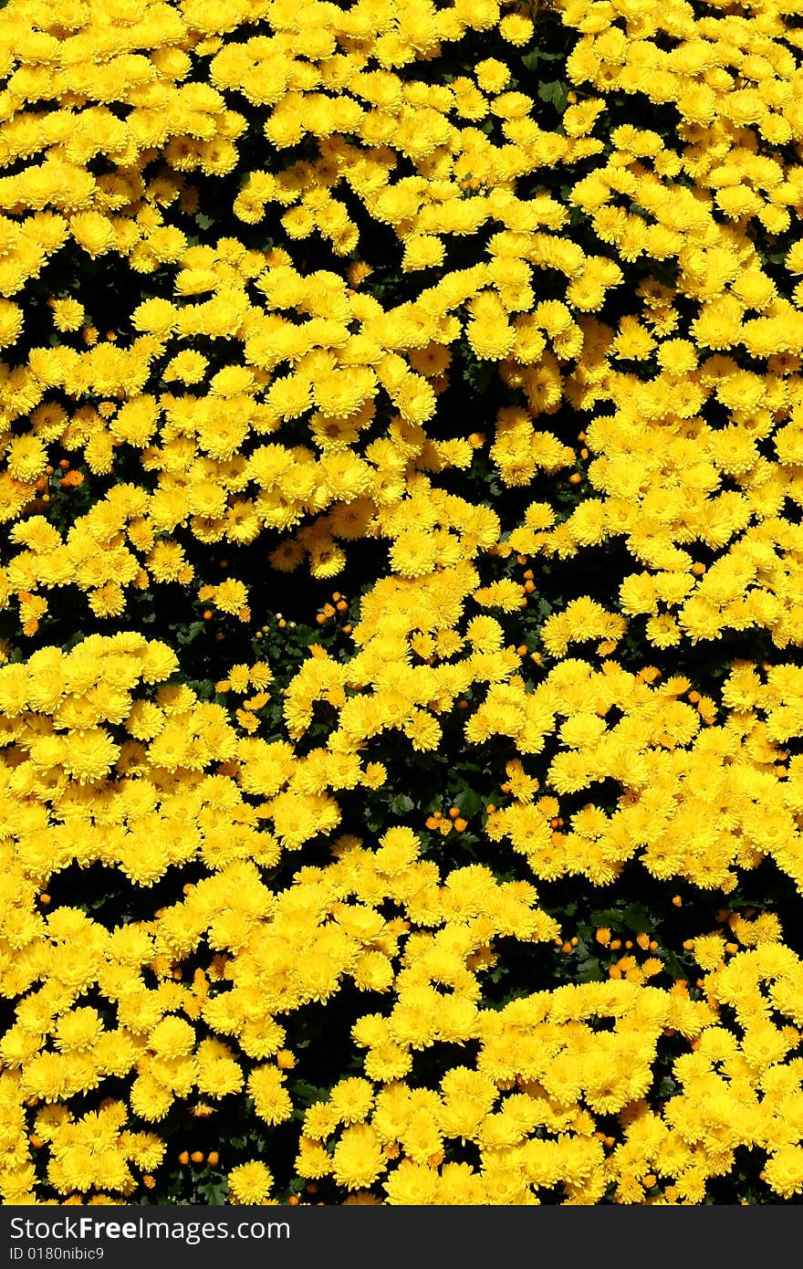 Garden Mums