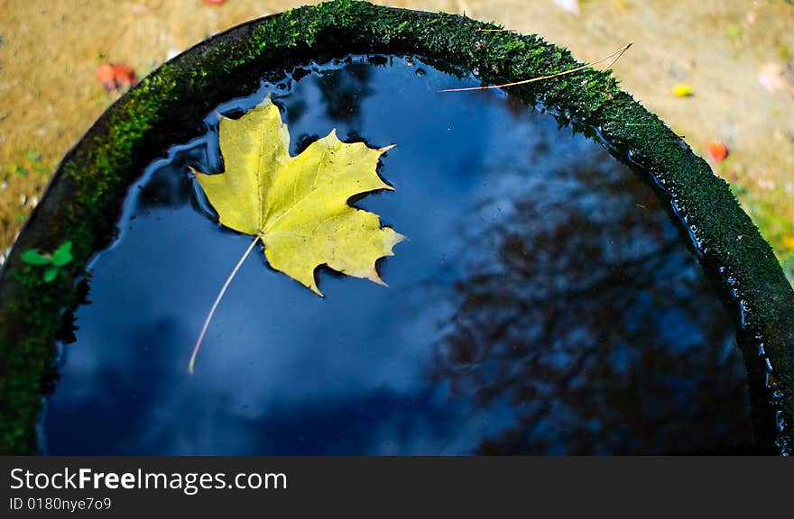 A yellow maple leaf floating in an old barrel. A yellow maple leaf floating in an old barrel