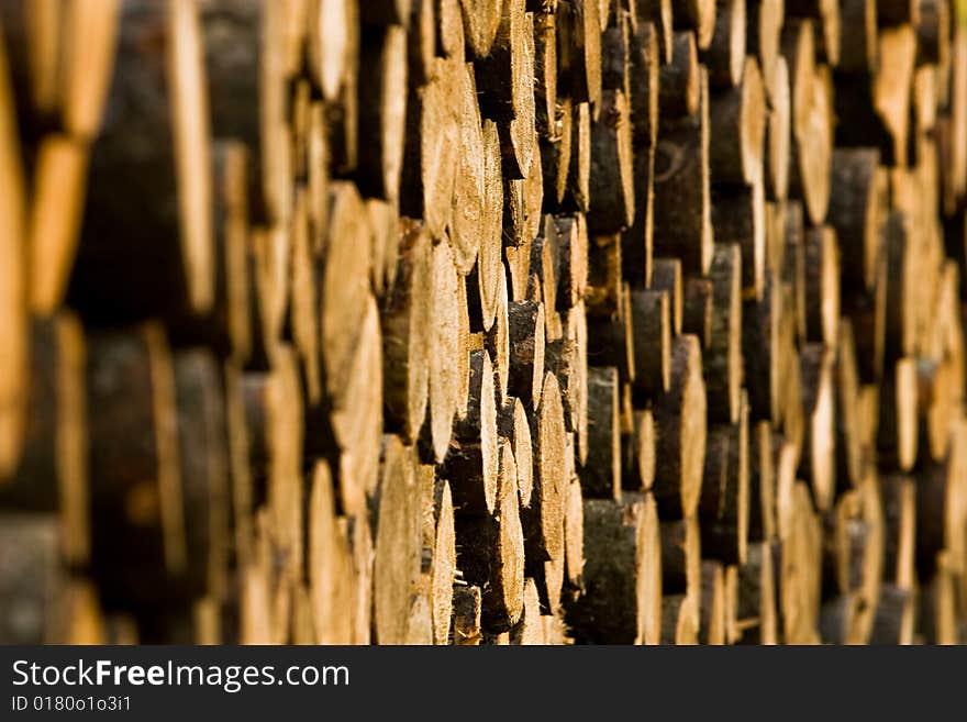 A pile of maple trees freshly cut. A pile of maple trees freshly cut