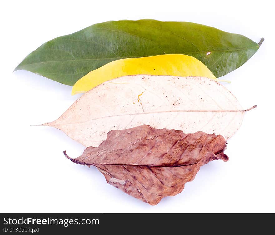 Autumn leaves on White