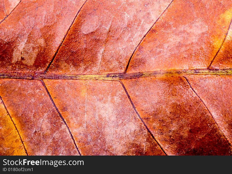 Close up observation of autumn colorful leaf. Close up observation of autumn colorful leaf