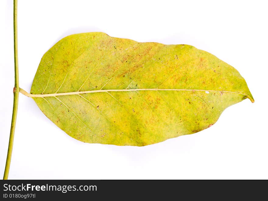 Beautiful autumn leaf isolated on white background