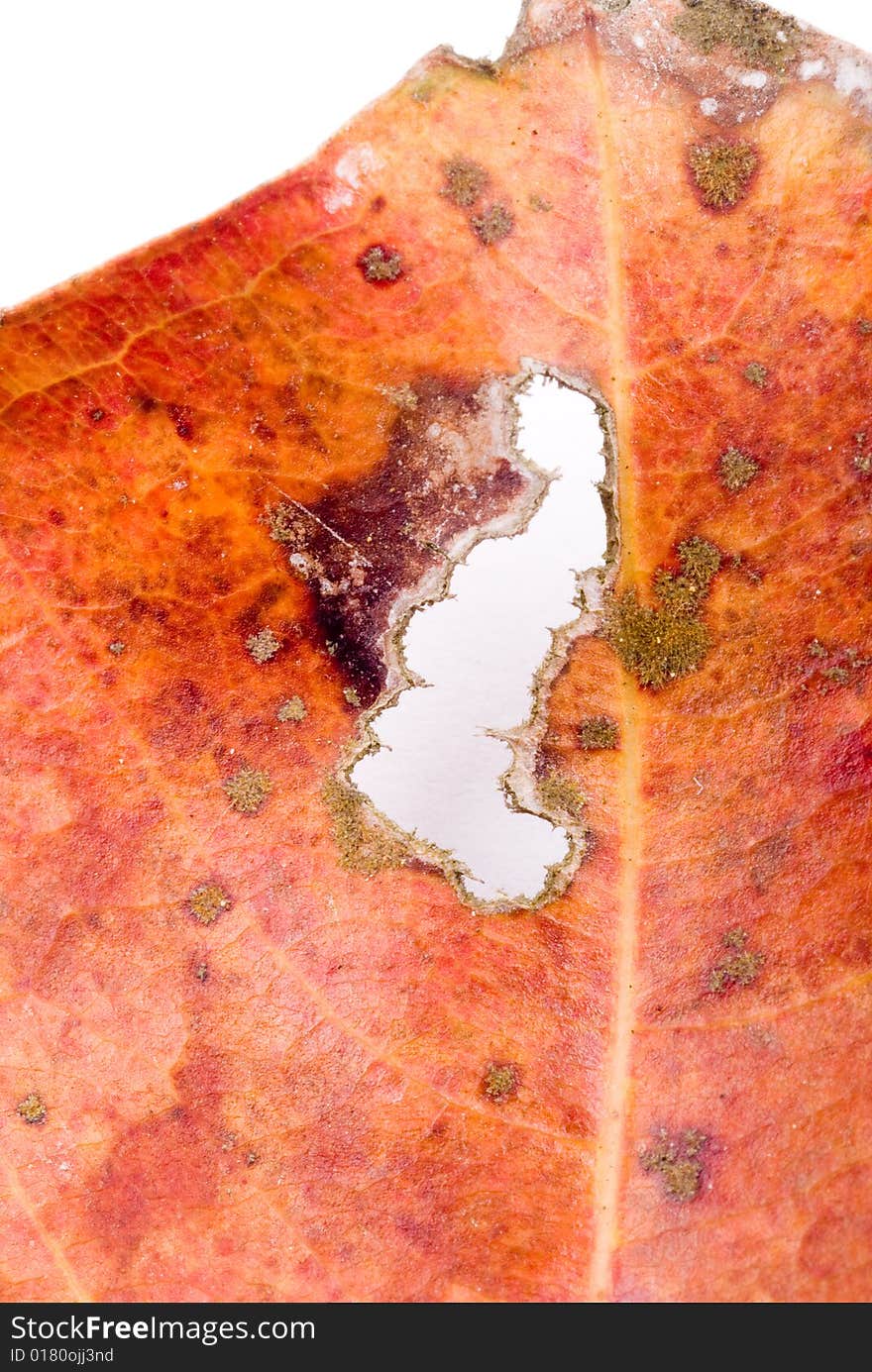 Close up observation of autumn colorful leaf. Close up observation of autumn colorful leaf