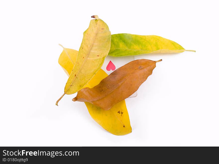 Autumn Leaves On White With Heart