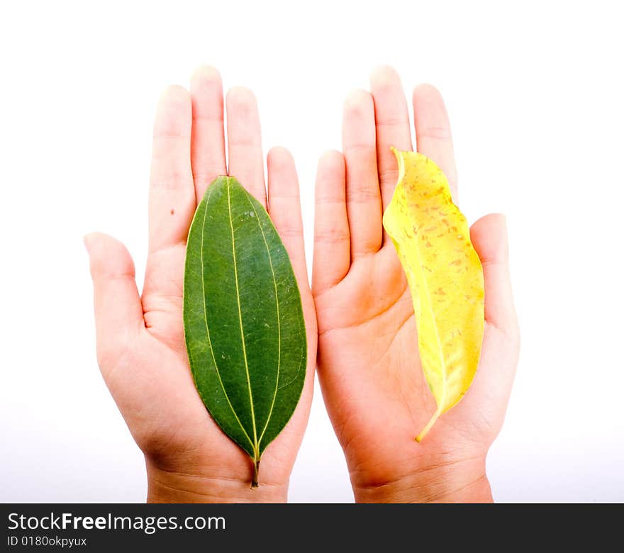 Holding leaf isolated