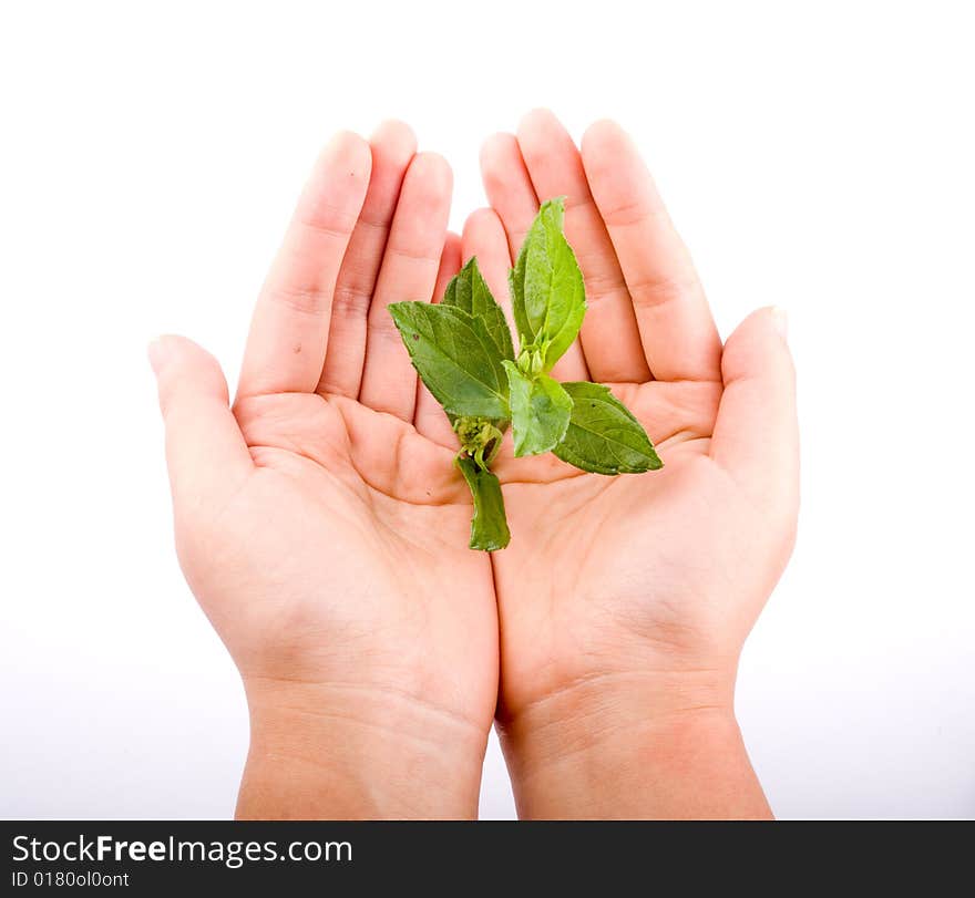 Holding leaf isolated