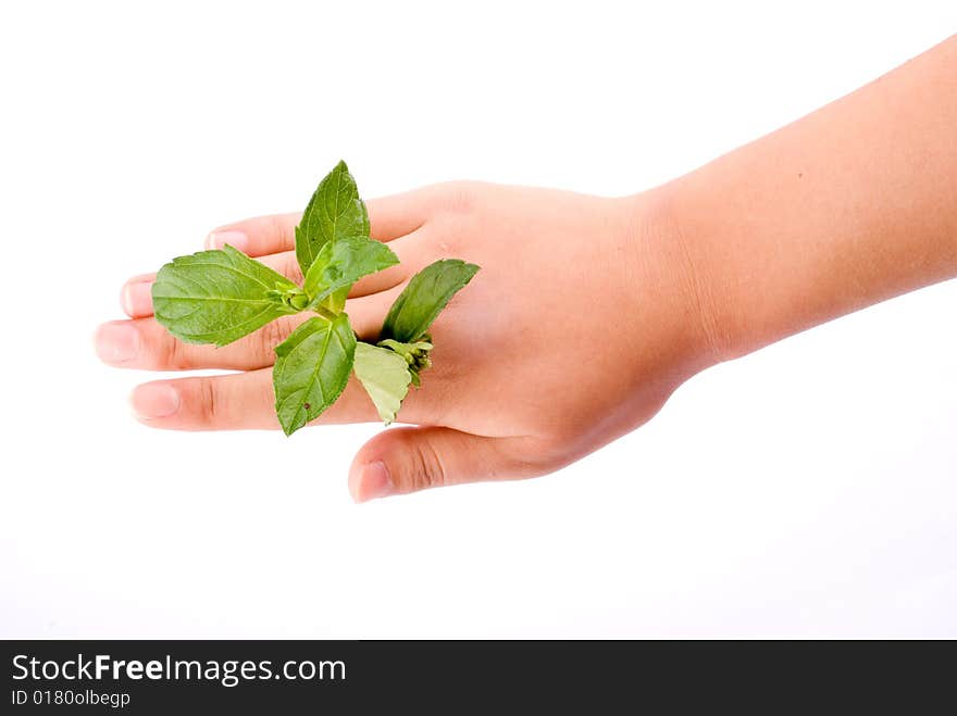 Holding leaf isolated