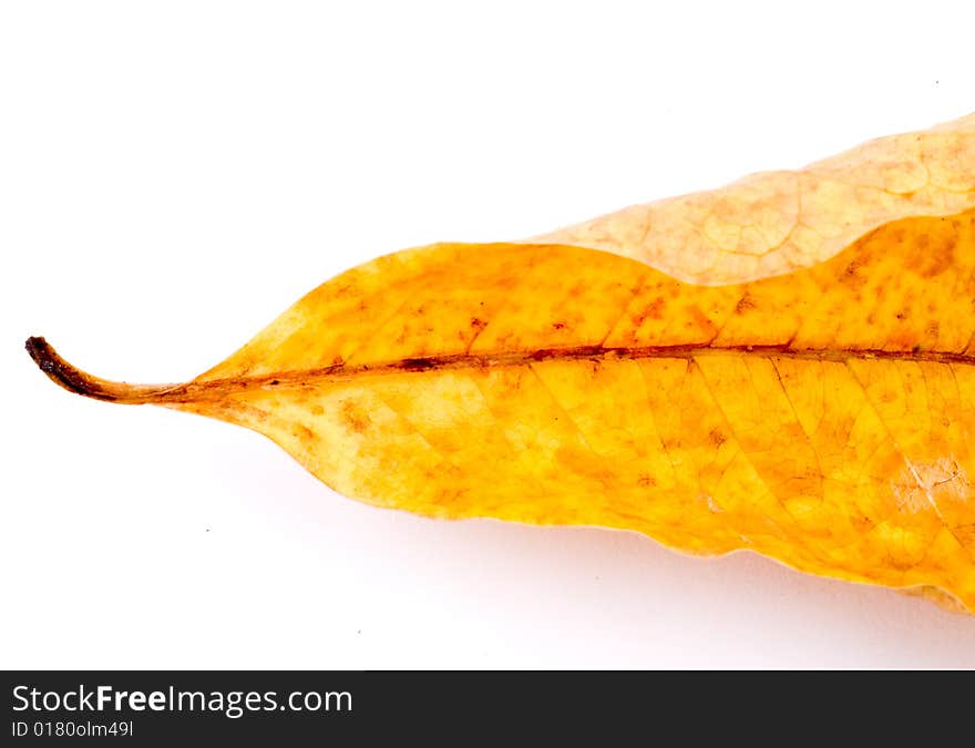 Beautiful autumn leaf isolated on white background