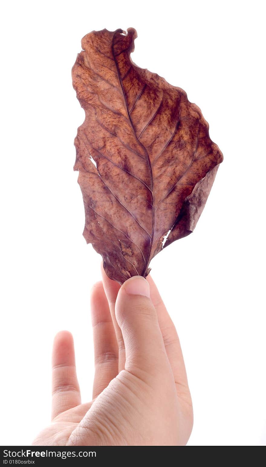 Slim female hand holding fallen leaf isolated on white. Slim female hand holding fallen leaf isolated on white