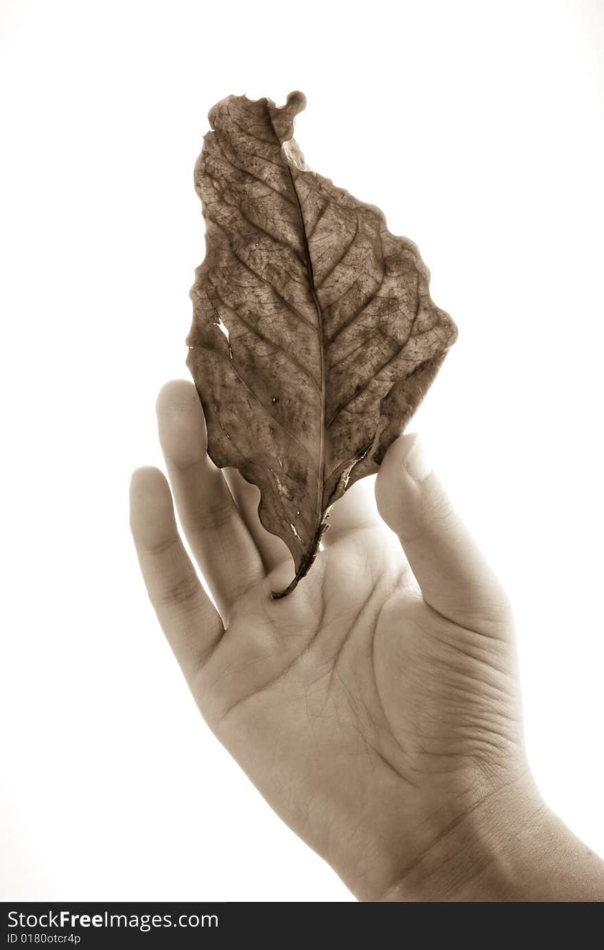 Slim female hand holding fallen leaf isolated on white. Slim female hand holding fallen leaf isolated on white