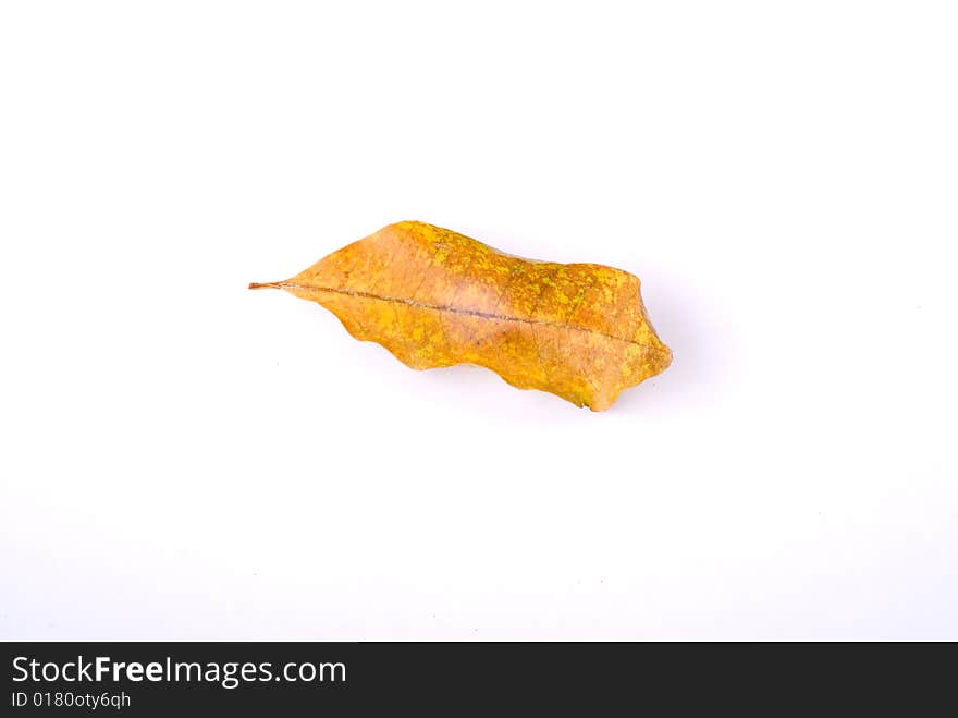 Leaf isolated on White