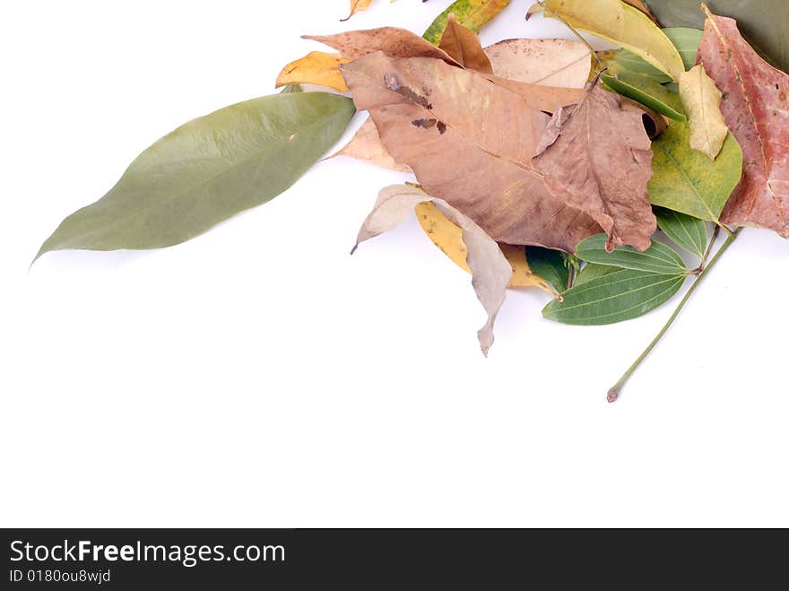 Autumn leaves on White