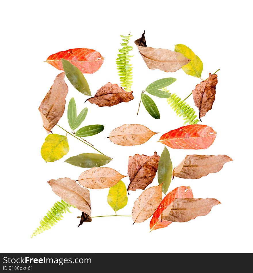 Leaves isolated on White