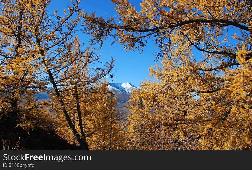 Snow Peak in Autumn