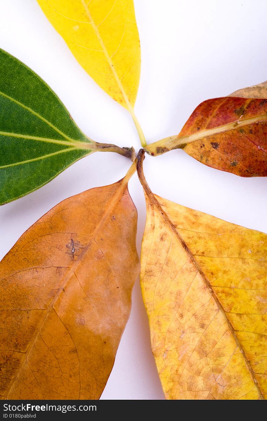 Autumn leaves on White