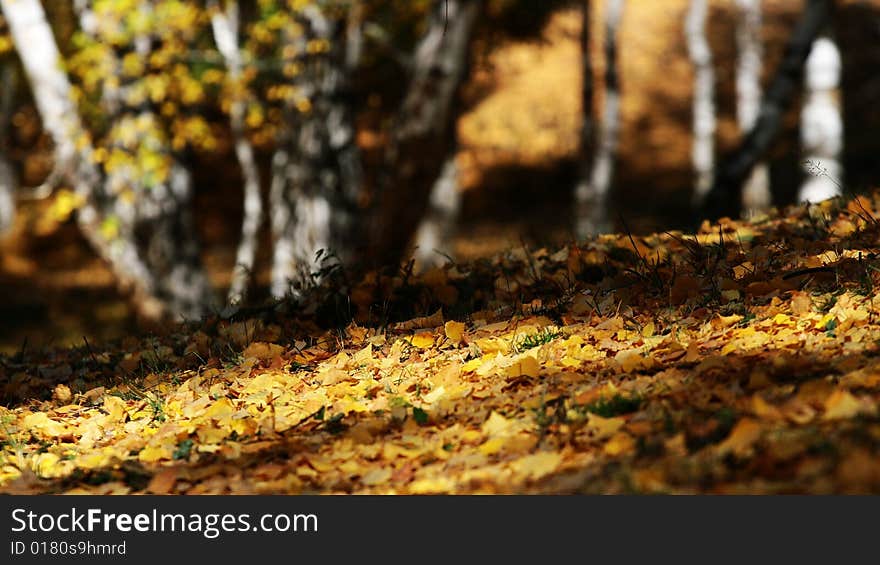 Leaves of birch wood in Hemu village, Northern Xinjiang, China