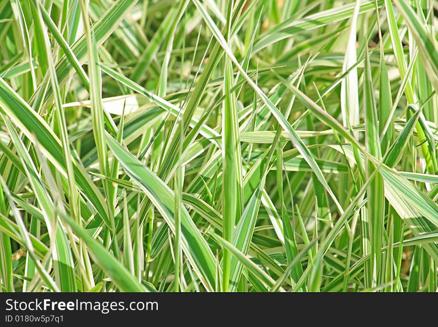 Close up of the fresh leaves of the chlorophytum