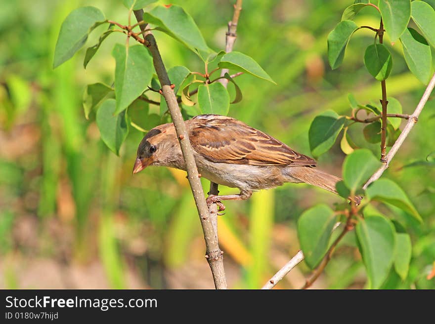 Sparrow