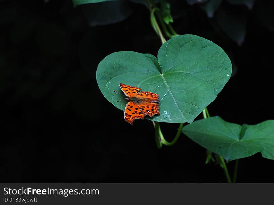 Butterfly on the leaf with dark background.