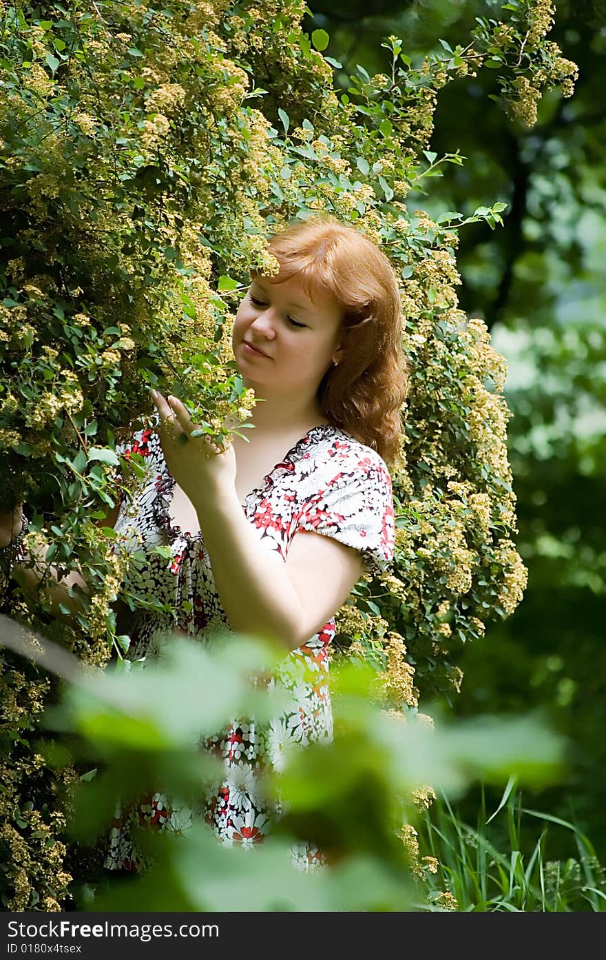 The brown-haired woman smells a blossoming bush. The brown-haired woman smells a blossoming bush