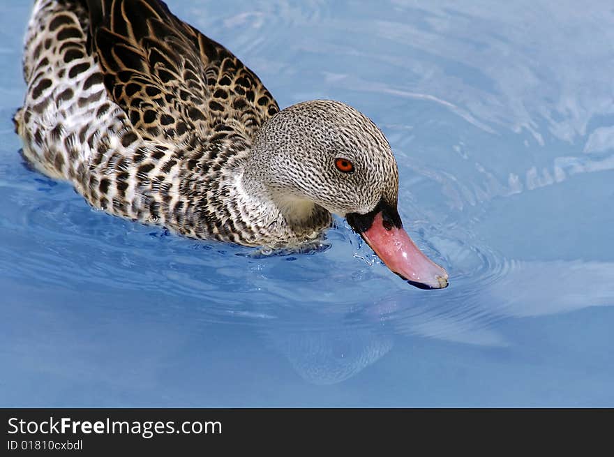A duck with red eyes filtering water