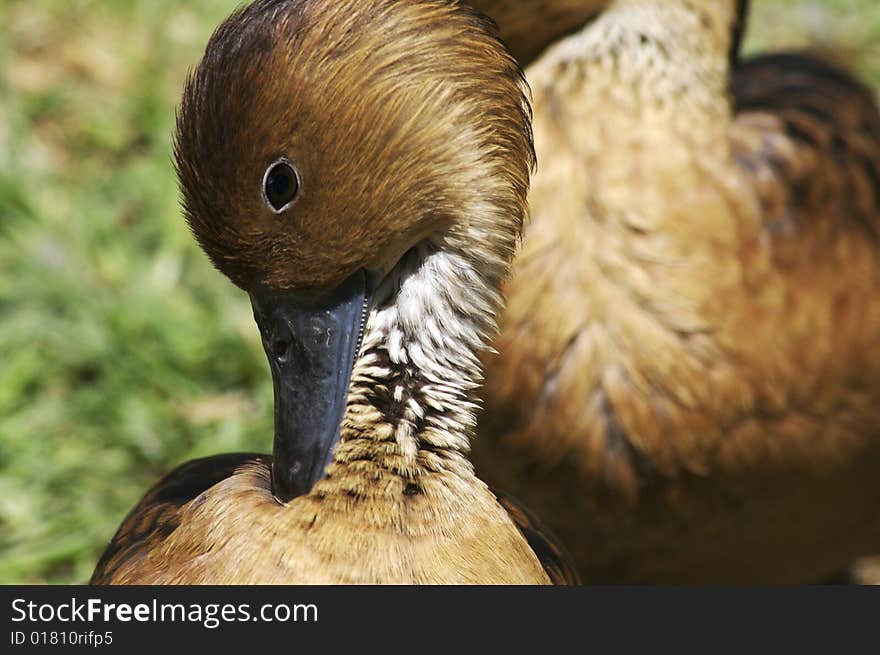 Duckling preening