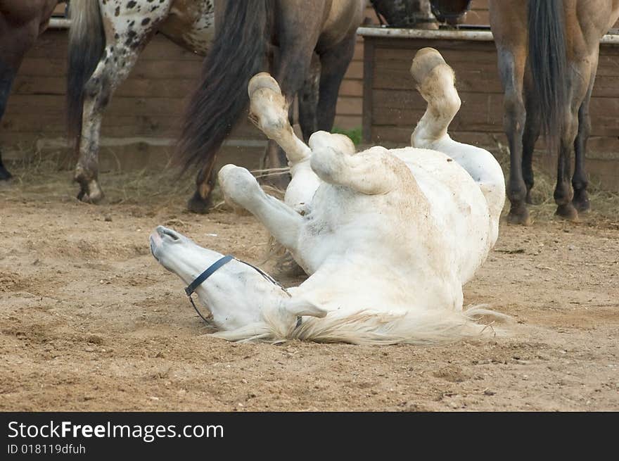 Brown horse is rolling on sand. Brown horse is rolling on sand