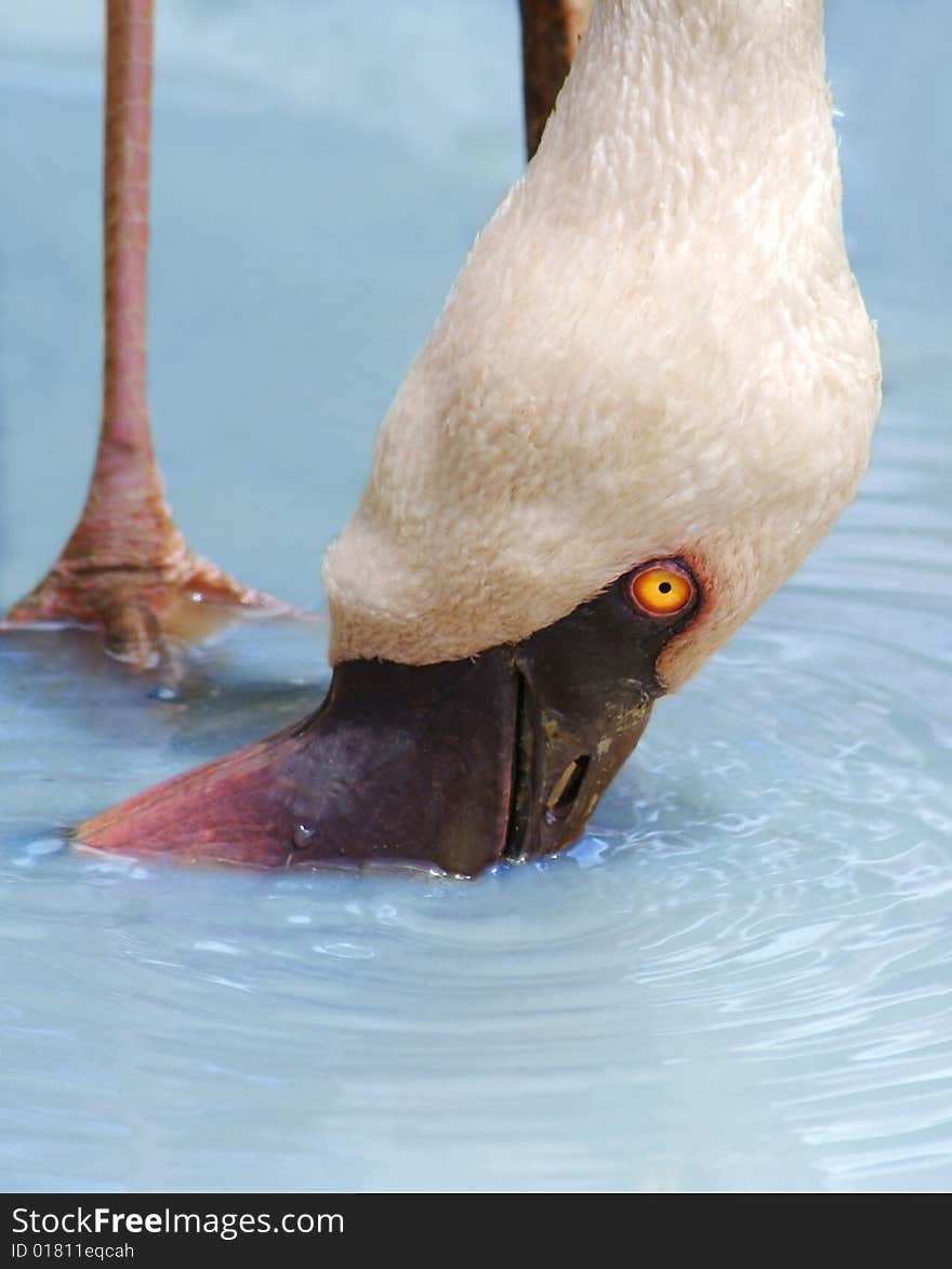 A pink flamingo drinking water