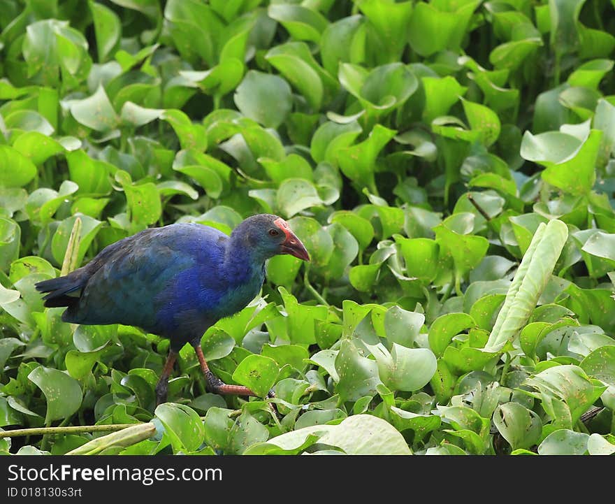 A Swamphen on the water body