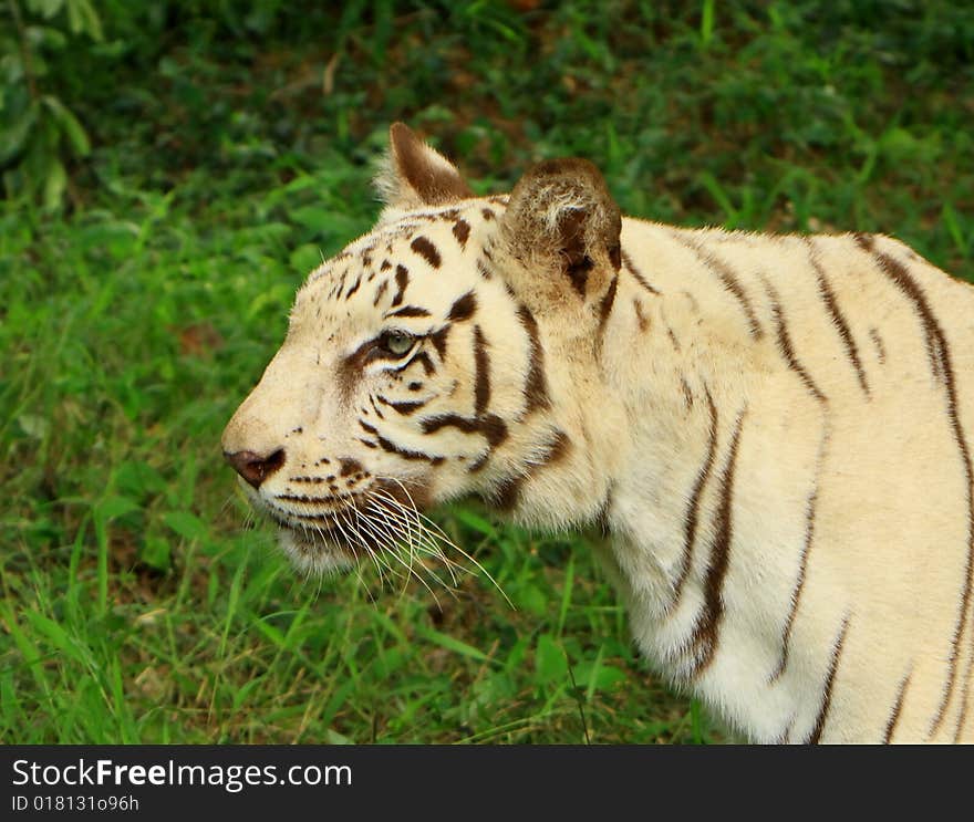 Siberian Tiger is in the meadow