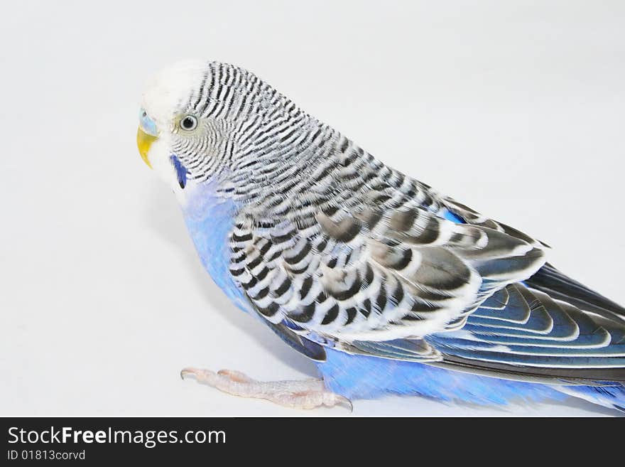 Grey-blue wavy parrot, poultry